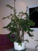 Begonia Tamaya.jpg