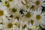 Chrysantheme simple a fleurs blanches.jpg