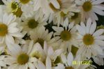 Chrysantheme simple a fleurs blanches.jpg