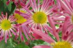 Chrysanthemes fleurs tubulees.jpg