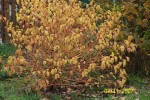 Couleur_d_Automne_-_Cornus_Sanguinea_Winter_Flame.jpg