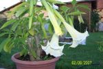 Datura en fleur 2.jpg