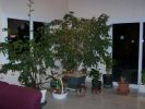 Nom du fichier=Ficus Benjamina et Begonia Tamaya.jpg
Taille du fichier=166Ko
Dimensions : 400x300
Ajouté le : 26 Octobre 2007 Ficus Benjamina et Begonia Tamaya.jpg