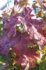 Hortensia quercifolia Snow Queen en parure pourpre.jpg