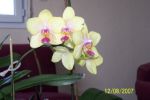 Phalaenopsis jaune.jpg