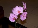 Phalaenopsis.jpg