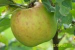 Pomme de mon jardin.jpg