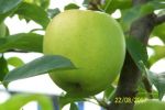 Pomme golden de mon jardin.jpg