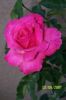 Nom du fichier=Rosier Violette parfumee 1.jpg
Taille du fichier=76Ko
Dimensions : 266x399
Ajouté le : 25 Octobre 2007 Rosier Violette parfumee 1.jpg