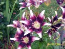 2010_07_04_(8)_[640x480].JPG