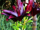 2010_07_08_(6)_[640x480].JPG