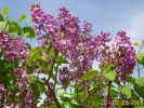 lilas.jpg
