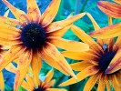 rudbeckia1.jpg