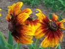 rudbeckia2.jpg