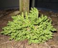 Nom du fichier=sedum_(Custom).jpg
Taille du fichier=160Ko
Dimensions : 968x800
Ajouté le : 07 Mars 2008 sedum_(Custom).jpg