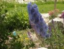 delphinium.jpg