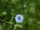 Nom du fichier=nigelle_de_damas.jpg
Taille du fichier=105Ko
Dimensions : 433x324
Ajouté le : 11 Mai 2008 nigelle_de_damas.jpg