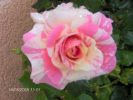Nom du fichier=rose_Claude_Monnet.jpg
Taille du fichier=108Ko
Dimensions : 501x375
Ajouté le : 11 Mai 2008 rose_Claude_Monnet.jpg
