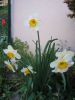 jardin_070408_(7)_JPG.jpg