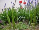 jardin_170408.JPG