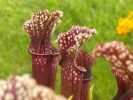 Nom du fichier=Sarracenia_011.jpg
Taille du fichier=97Ko
Dimensions : 550x413
Ajouté le : 20 Mars 2008 Sarracenia_011.jpg