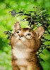 chat1.gif