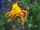 fleurs_du_jardin_185_[].jpg