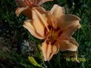 fleurs_du_jardin_209_[].jpg
