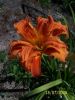 fleurs_du_jardin_236_[].jpg