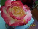 fleurs_du_jardin_251_[]~0.jpg