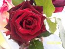 fleurs_du_jardin_252_[].jpg