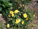fleurs_du_jardin_262_[]~0.jpg