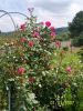 fleurs_du_jardin_263_[]~0.jpg