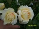 fleurs_du_jardin_302_[]~0.jpg