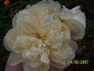 fleurs_du_jardin_305_[]~0.jpg