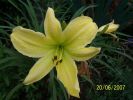 fleurs_du_jardin_316_[].jpg