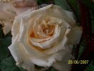 fleurs_du_jardin_321_[].jpg