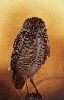 gif-drole_(4).gif