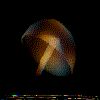 meduse0.gif