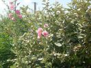 DSCN2979.JPG