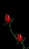 Fleurs-roses-13.gif