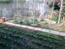 potager_3_170508.jpg