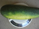 06-14-courgette-1kg250.jpg