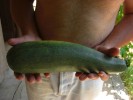 06-14-courgette-grosse.jpg