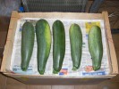 Nom du fichier=06-14-courgettes-reserve.jpg
Taille du fichier=50Ko
Dimensions : 500x375
Ajouté le : 18 Juin 2009 06-14-courgettes-reserve.jpg