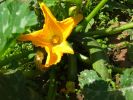 Nom du fichier=08-06-14-fleur-courgette.jpg
Taille du fichier=60Ko
Dimensions : 490x368
Ajouté le : 20 Juin 2008 08-06-14-fleur-courgette.jpg