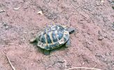 08-07-tortue.jpg