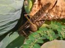08-08-bebete3.jpg