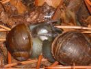 08-09-escargots1.jpg