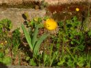 09-04-04-tulipe-jaune.jpg
